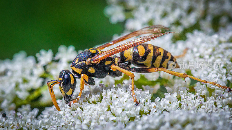 European paper wasp, (Poliste dominula), Vespidae, Poliste gaulois, Poliste Européen.